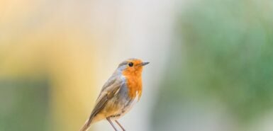 Um pássaro robin em uma mesa de pássaro de jardim, ilustrando artigo sobre o elemento ar na astrologia