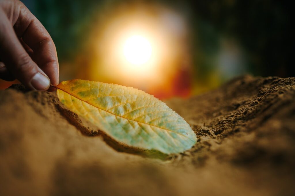 Imagem de uma mão segurando uma folha sobre a terra, com uma luz brilhante ao fundo, para ilustrar artigo sobre o elemento terra