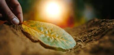 Imagem de uma mão segurando uma folha sobre a terra, com uma luz brilhante ao fundo, para ilustrar artigo sobre o elemento terra