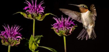 Beija-flor de garganta rubi ilustrando artigo sobre como se relacionar com pessoas do elemento ar