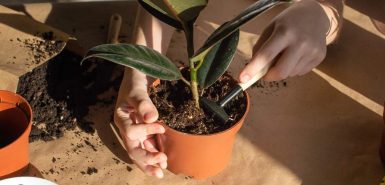 Imagem de mãos plantando em um pequeno vaso de plástico com terra, simbolizando o elemento Terra para artigo sobre os signos de Terra