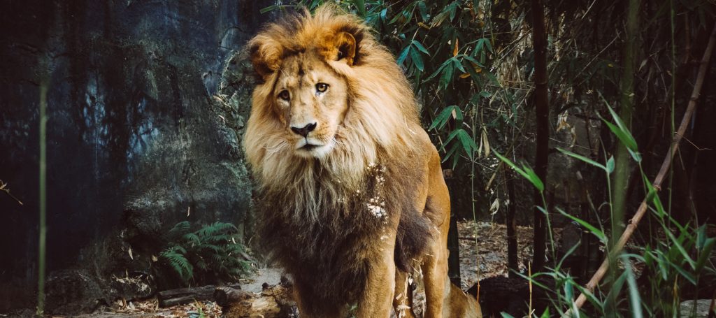 Um leão, o rei da selva, simboliza o signo