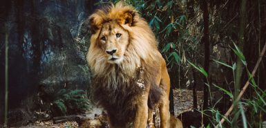 Um leão, o rei da selva, simboliza o signo