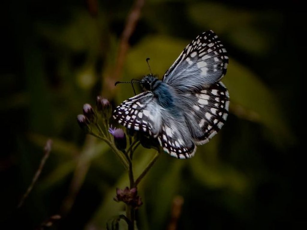 Imagem de uma borboleta com asas na cor preto e branco, com centro "avelulado" em azul e branco, pousando em uma flor lilás, para ilustrar notícia sobre o Fim de Plutão Retrógrado