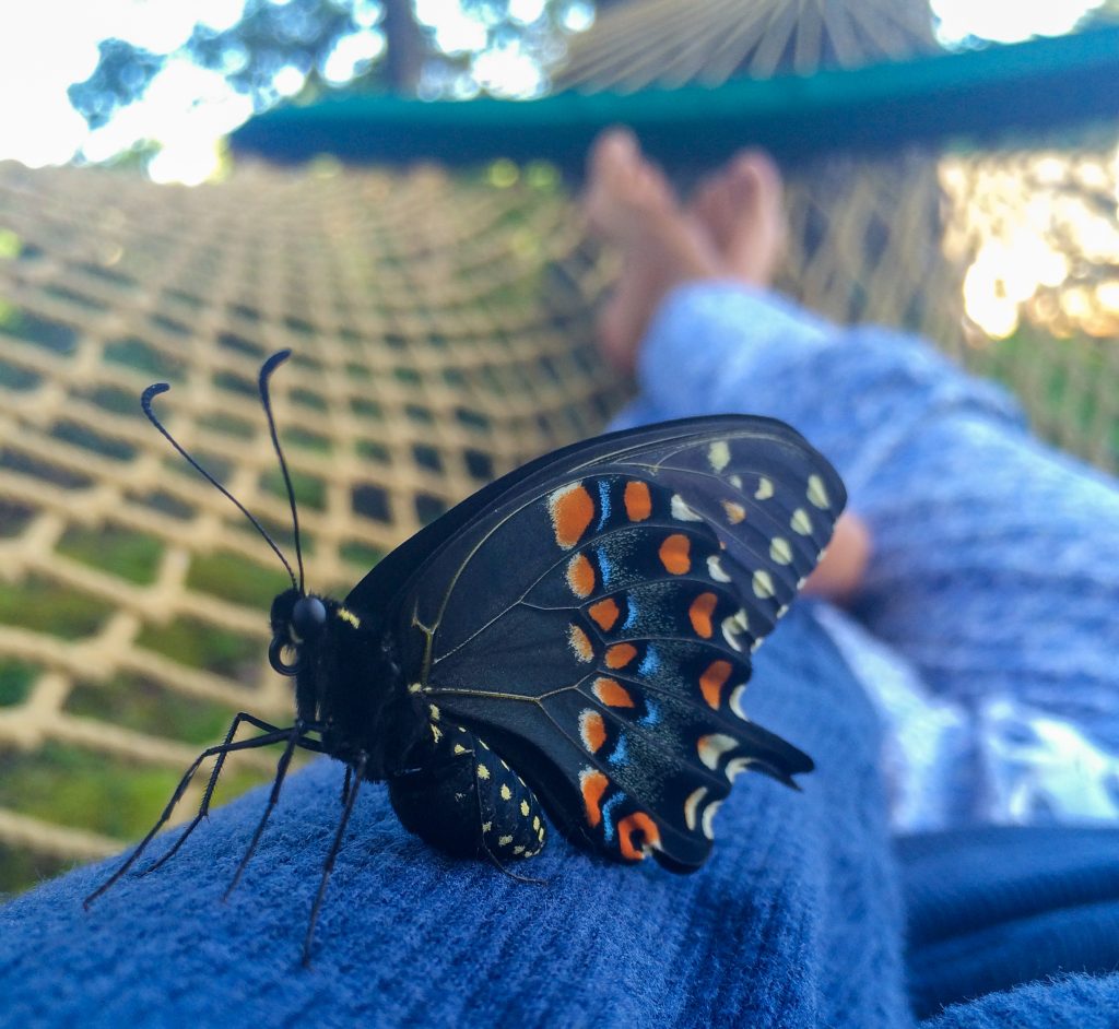 Uma linda borboleta de cores escuras pousa na perna de uma pessoa descansando na rede, para ilustrar notícia sobre a temporada de Sol em Escorpião 2023