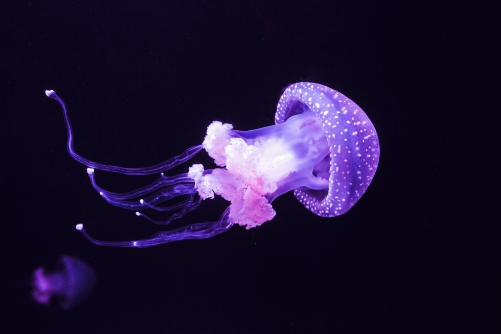 Medusa, bela medusa no fundo do mar profundo, para ilustrar notícia de que Mercúrio entra em Escorpião
