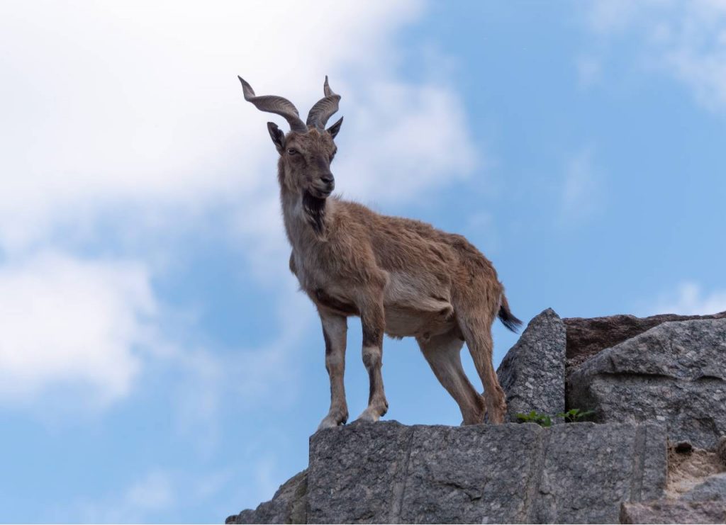 Linda cabra montesa com chifres longos helicoidais no cume de uma montanha para notícia com dicas sobre a entrada de Mercúrio em Capricórnio