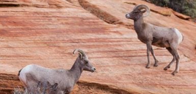 Cabras montanhesas ilustrando a perseverança presente no signo de Capricórnio, para artigo sobre a temporada de capricórnio