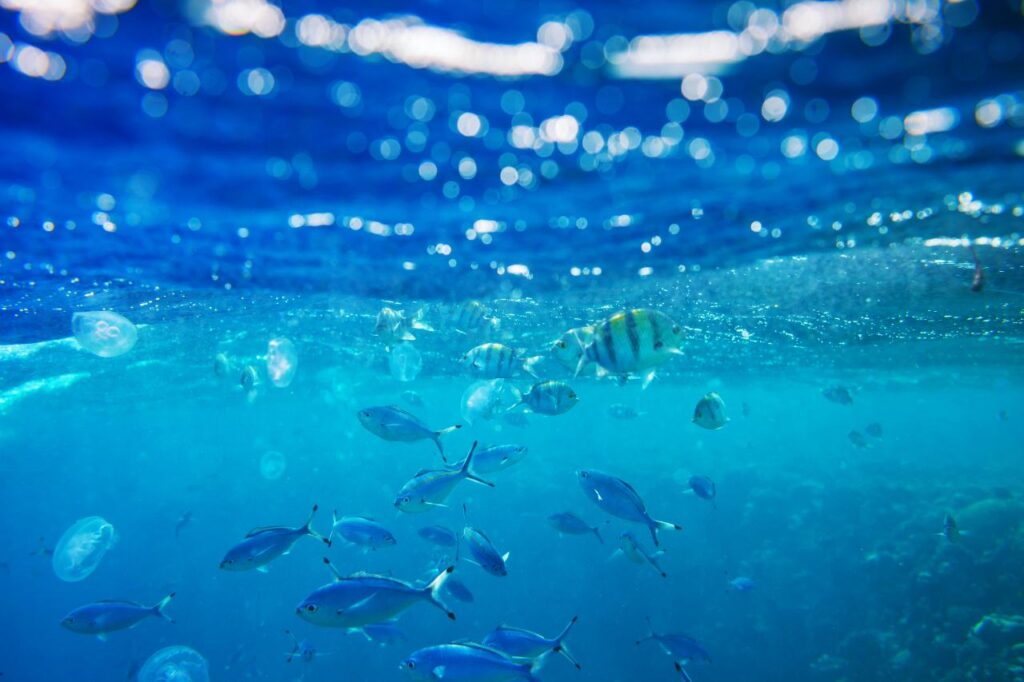 imagem de peixes embaixo d'agua para artigo sobre o impacto do sol em peixes até mesmo para pessoas de outros signos