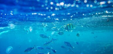 imagem de peixes embaixo d'agua para artigo sobre o impacto do sol em peixes até mesmo para pessoas de outros signos