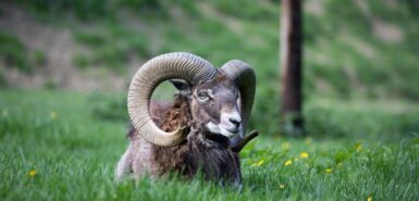 Muflão europeu com lindos chifres simbolizando o signo de Áries, para artigo sobre a temporada de áries