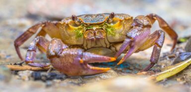 Caranguejo europeu de água doce, ilustrando notícia com dicas sobre o que fazer com o sol em câncer