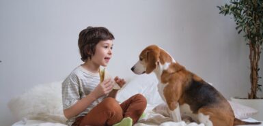 O olhar curioso de um beagle encontra a oferta de comida de uma criança, uma imagem de confiança e compartilhamento