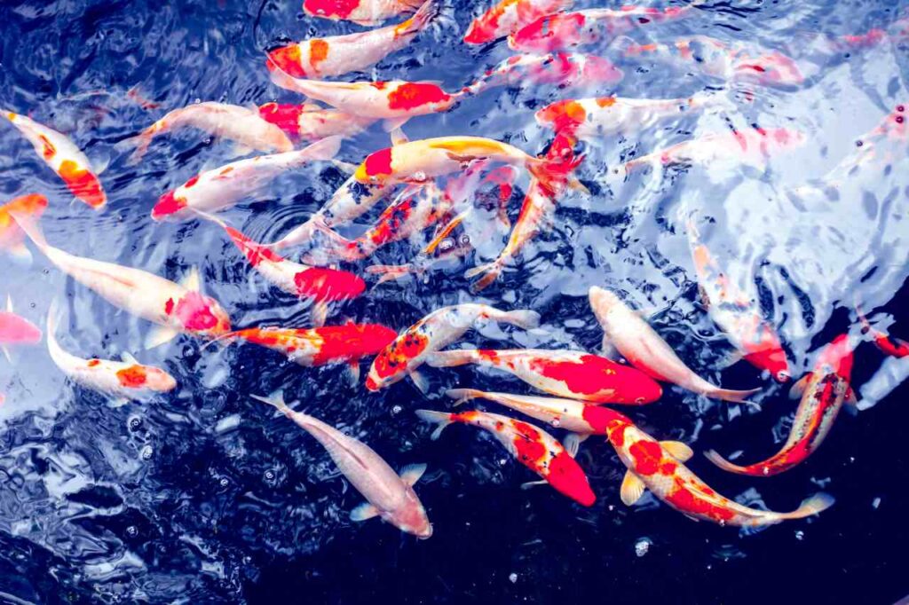 Peixes de Carpa Koi para artigo de blog de astrologia sobre a temporada de peixes