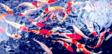 Peixes de Carpa Koi para artigo de blog de astrologia sobre a temporada de peixes