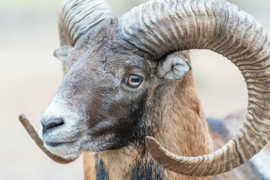 Foto aproximada da cabeça de um carneiro macho muflão (Ovis Orientalis) com chifres enormes