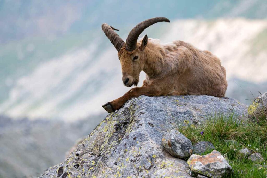 Uma cabra montanhesa, símbolo do signo de Capricórnio