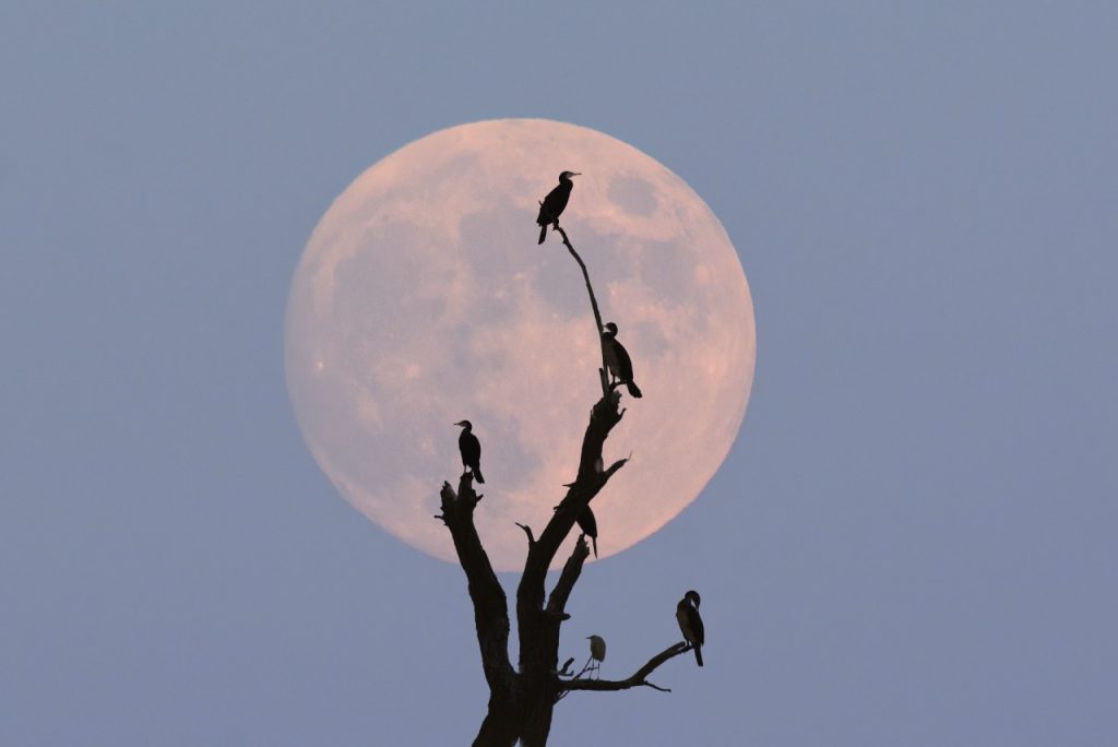 Pássaros empoleirados em um galho com a lua no fundo