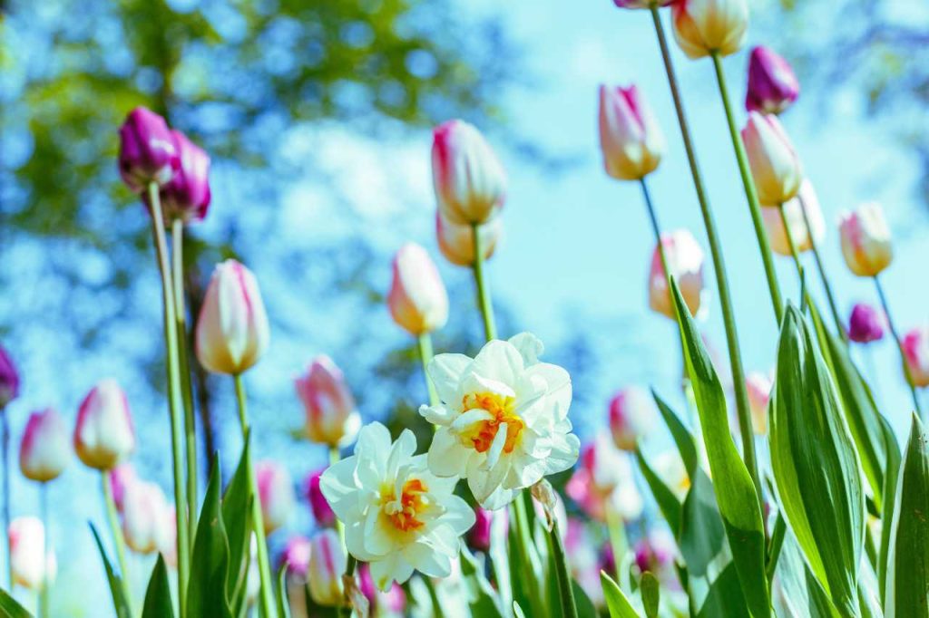 Lindas tulipas multicoloridas em um jardim ou parque com fundo de céu azul em um dia ensolarado. O natural