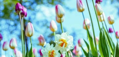 Lindas tulipas multicoloridas em um jardim ou parque com fundo de céu azul em um dia ensolarado. O natural
